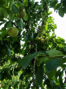 2013-08-22 12.03.40 - Copy