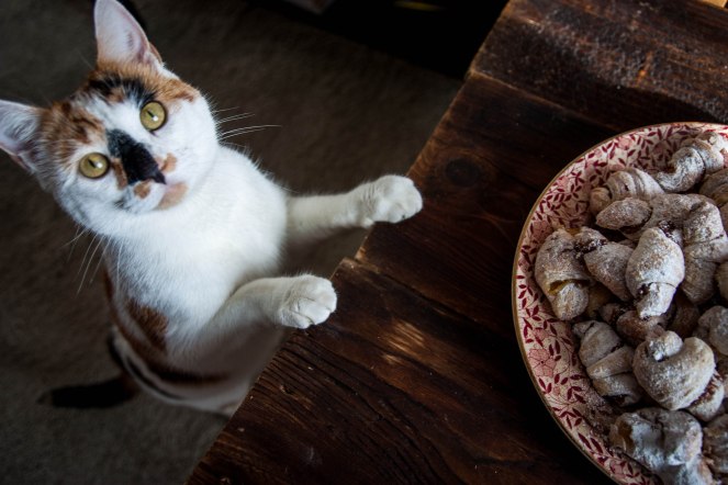 koteczek i ciasteczka 114