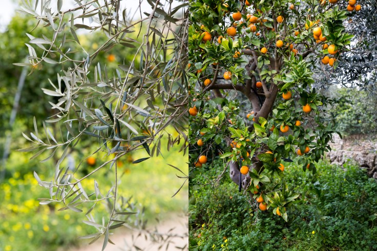 pomarańcze oliwki.jpg