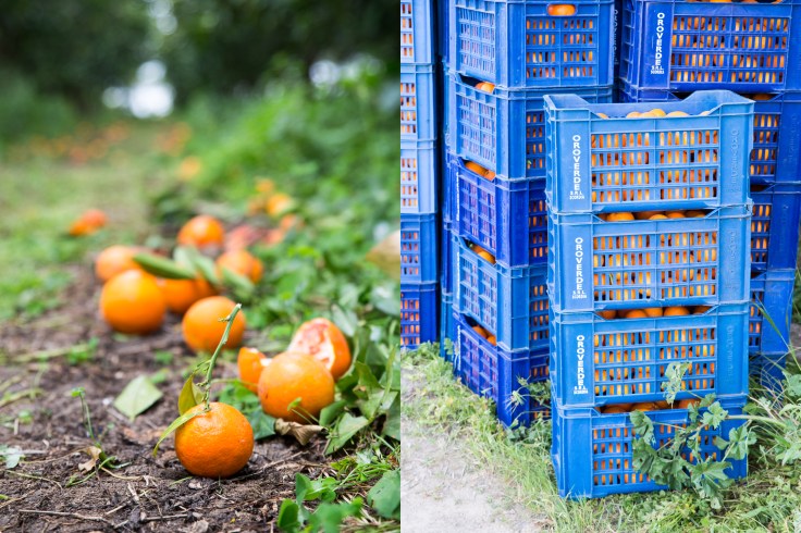 pomarańcze skrzynki